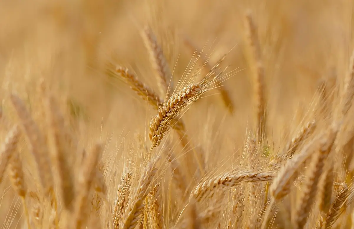 Agricultural commodities